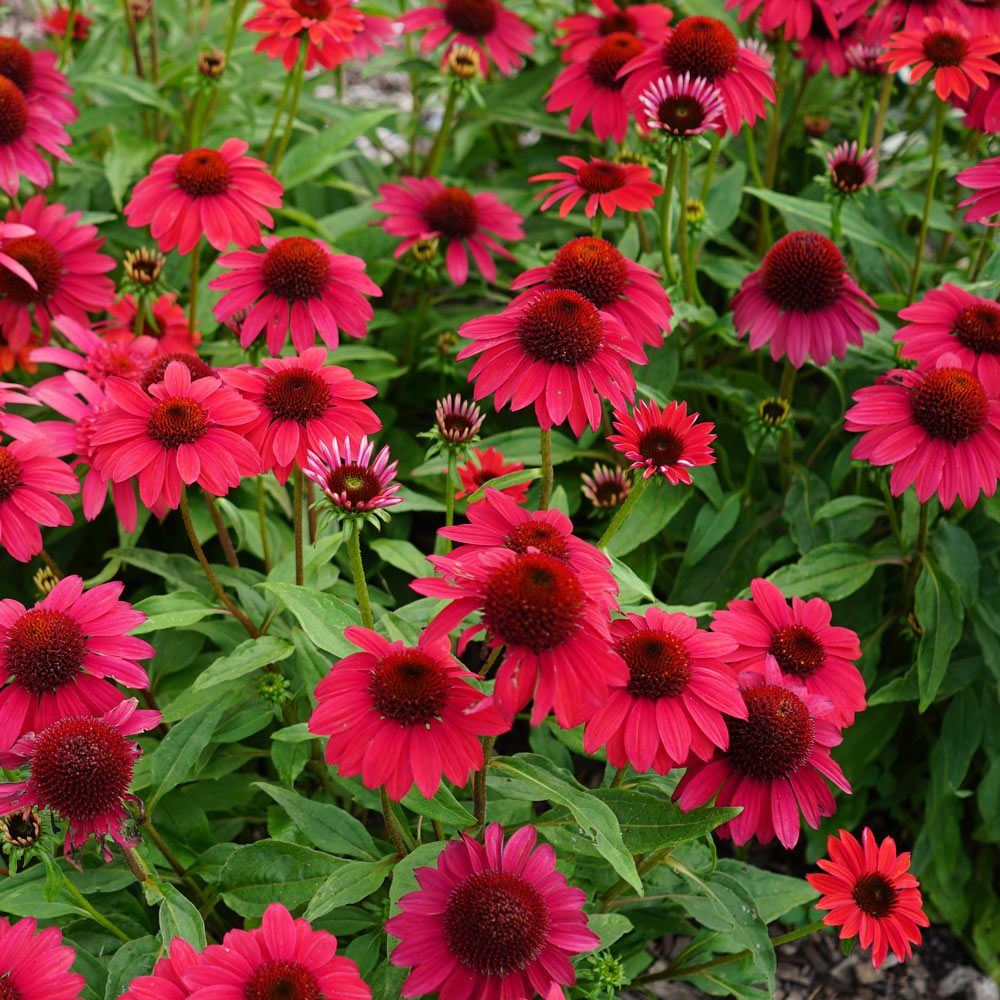 Echinacea Sombrero® Baja Burgundy