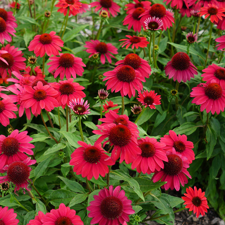 Echinacea Sombrero® Baja Burgundy