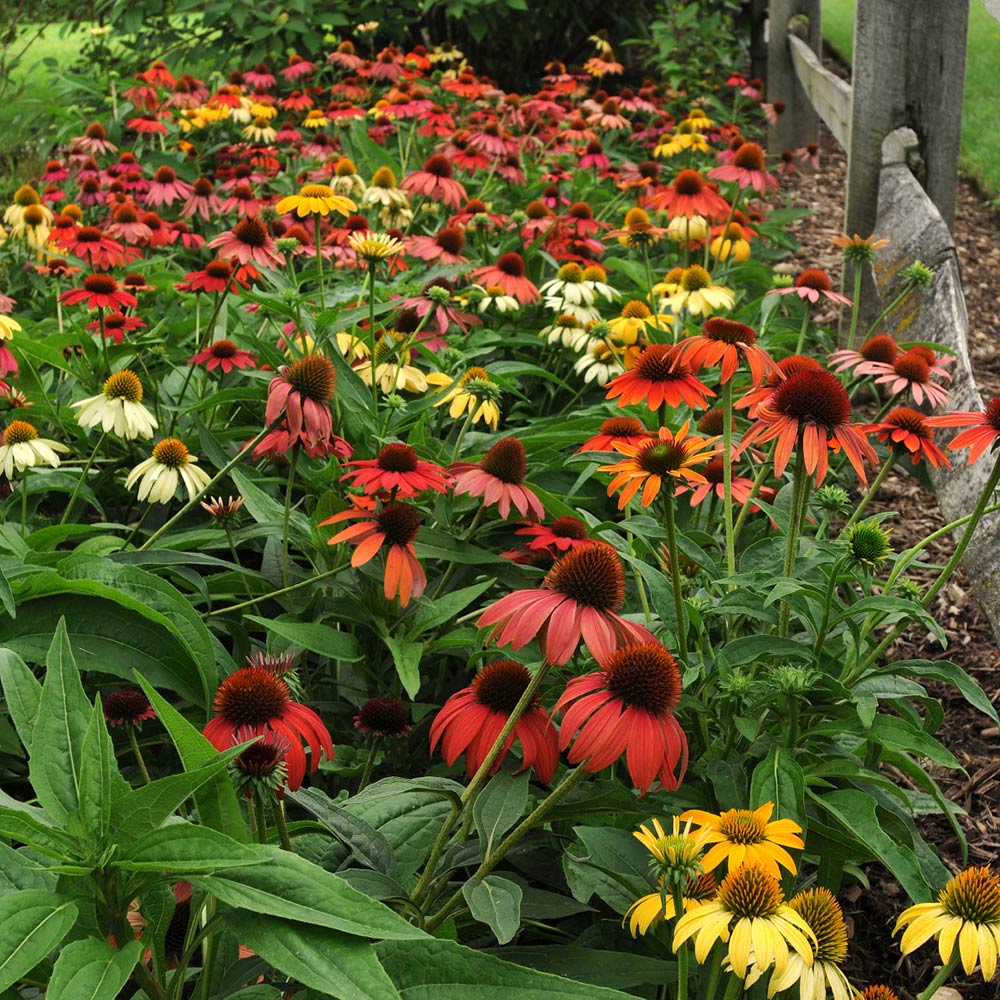 Echinacea 'Cheyenne Spirit'