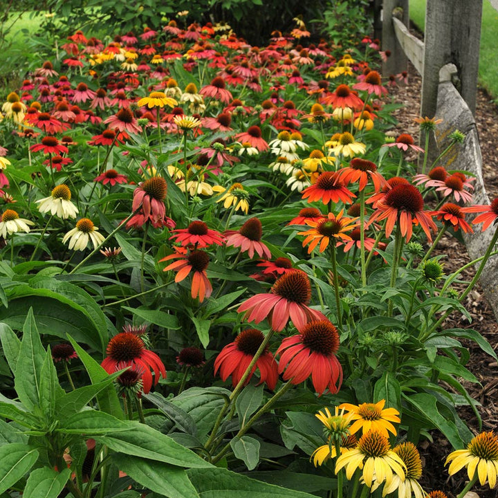 Echinacea 'Cheyenne Spirit'