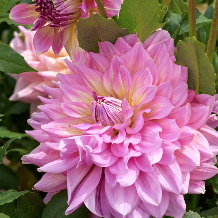 Dahlia 'Strawberry Ice'