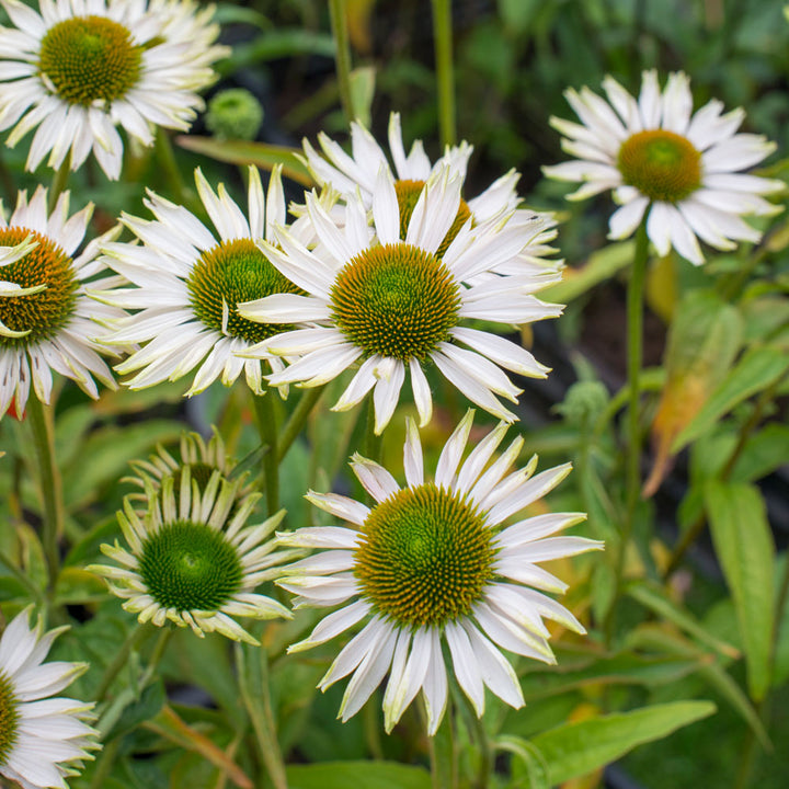Echinacea purpurea Prairie Pillars™ 'Fragrant Angel'