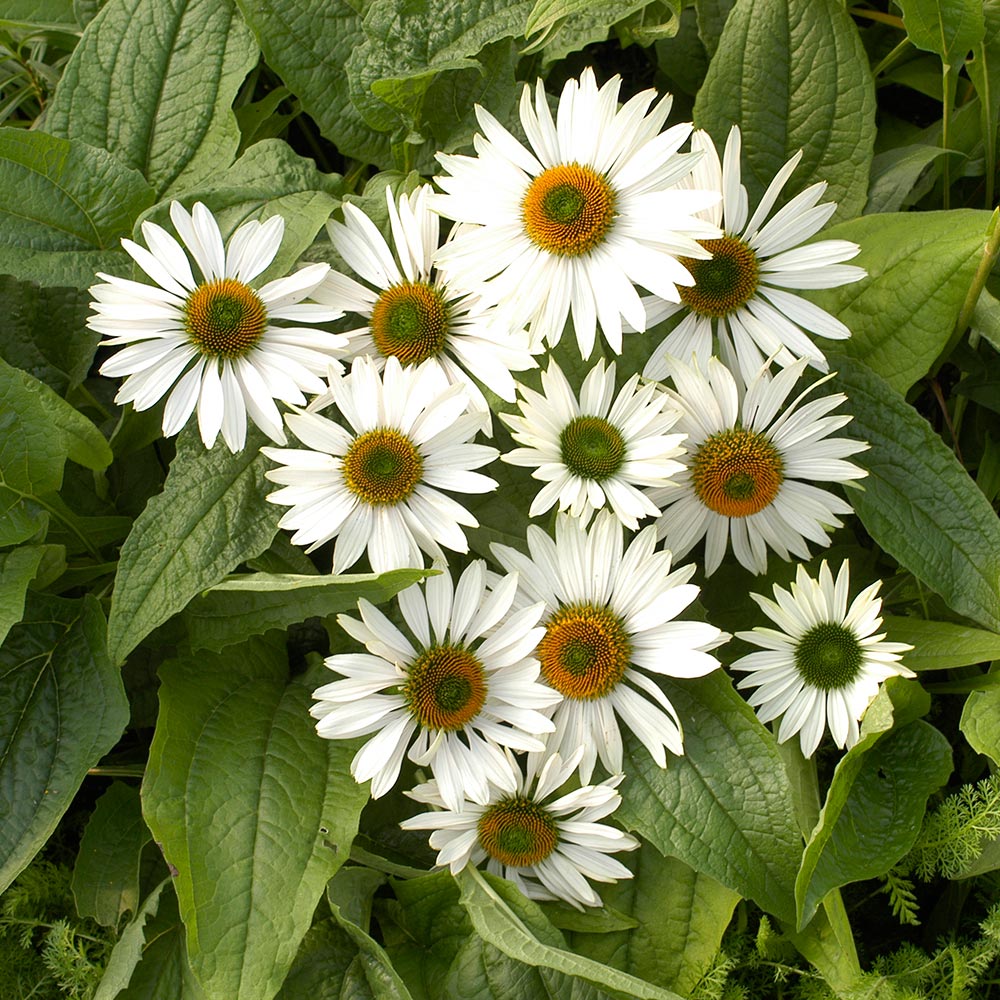 Echinacea purpurea Prairie Pillars™ 'Fragrant Angel'