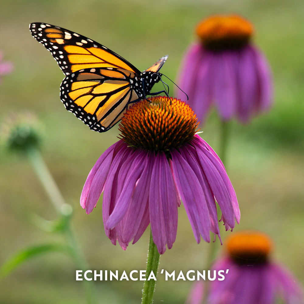 Start a Garden for Butterflies