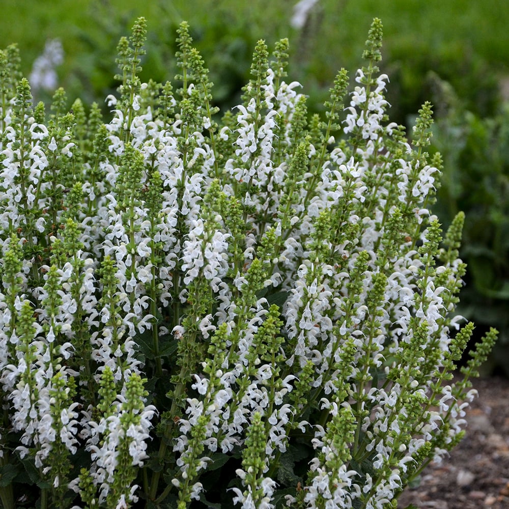 Salvia nemorosa 'White Profusion'