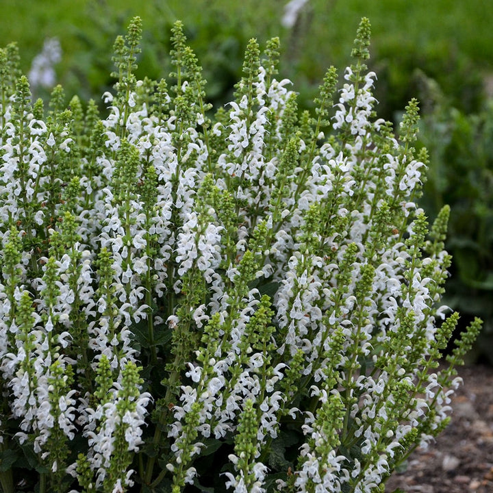 Salvia nemorosa 'White Profusion'
