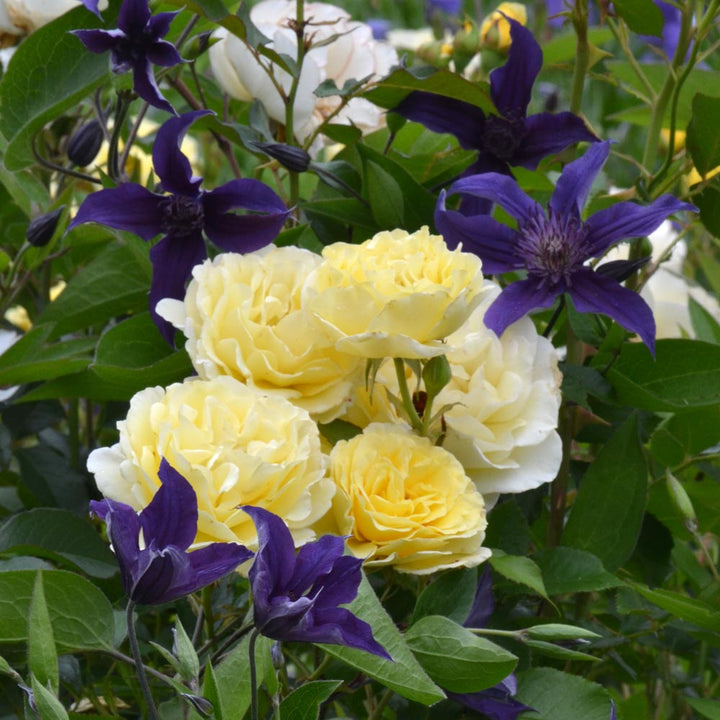 Kindred Spirits Rose & Clematis Duo