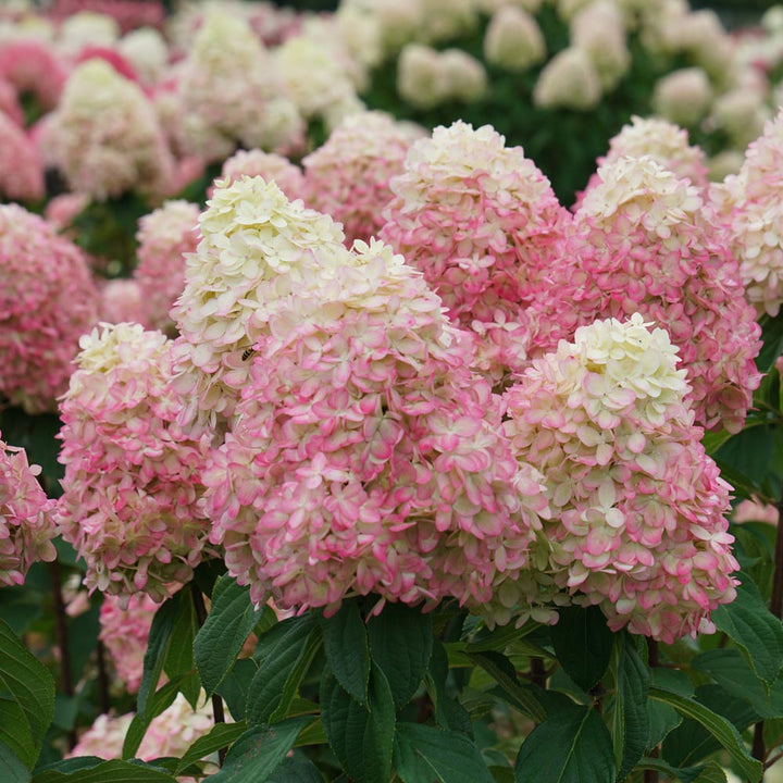 Hydrangea paniculata Limelight Prime®