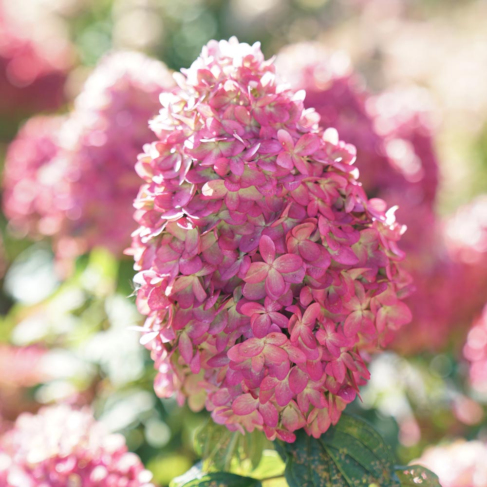 Hydrangea paniculata Limelight Prime®
