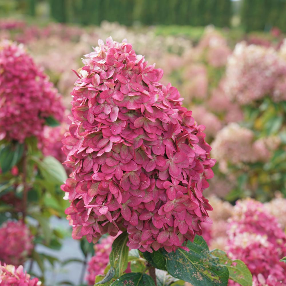 Hydrangea paniculata Limelight Prime®