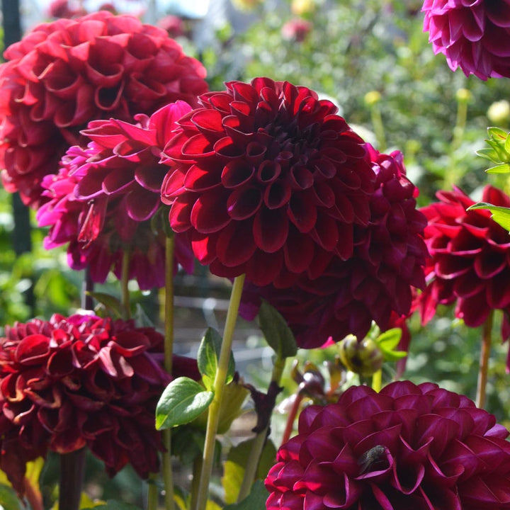 Dahlia 'Maroon Fox'