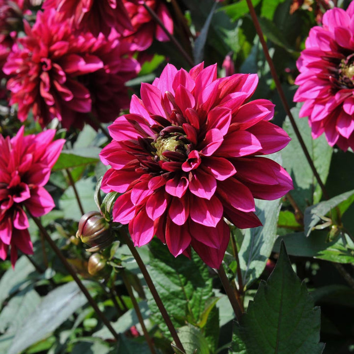 Dahlia 'Purple Haze'