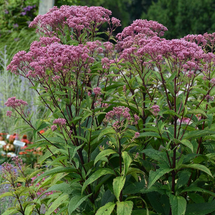Monarch Butterfly Perennial Garden