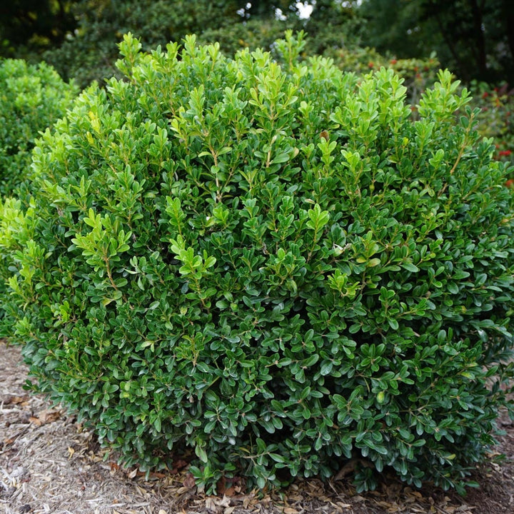 Buxus NewGen Independence®