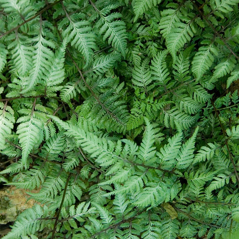 Athyrium niponicum var. pictum