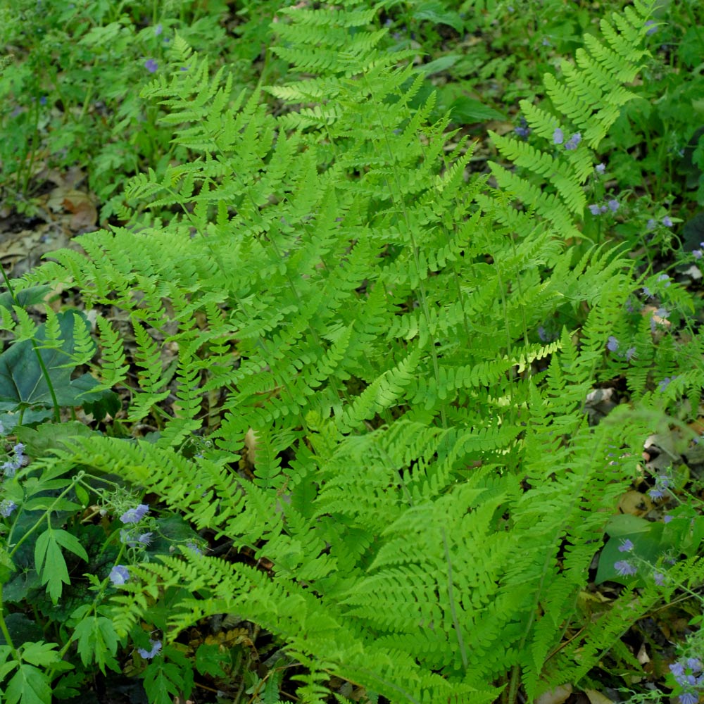 Dryopteris marginalis, tray of 32 plugs