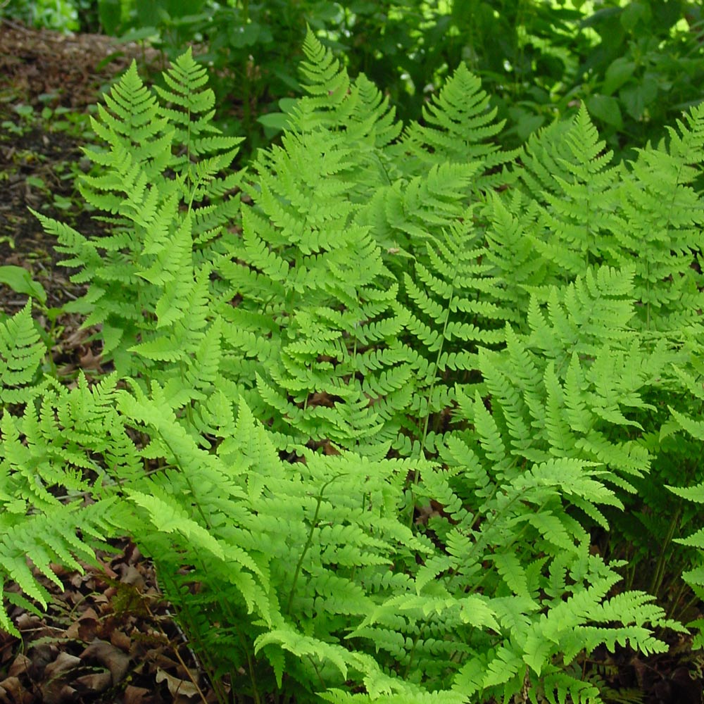 Native Fern Sampler