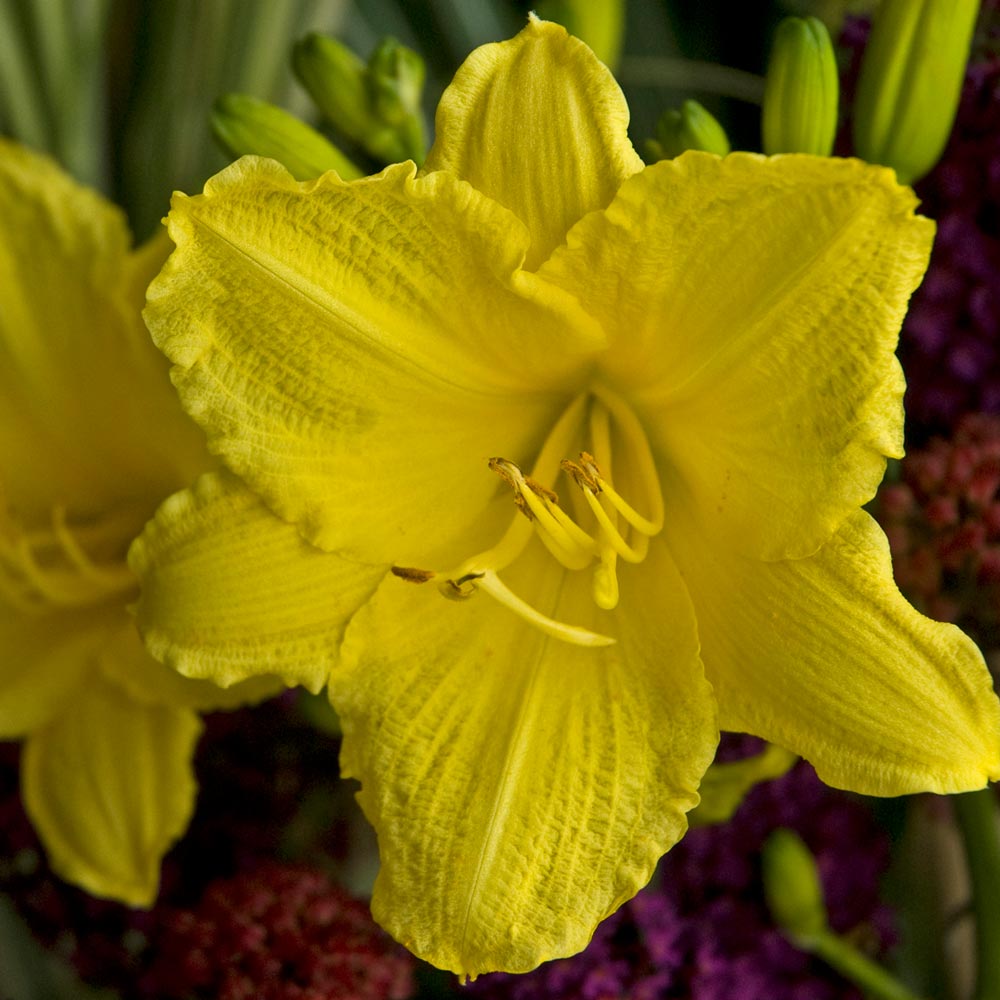 Hemerocallis 'Happy Returns'
