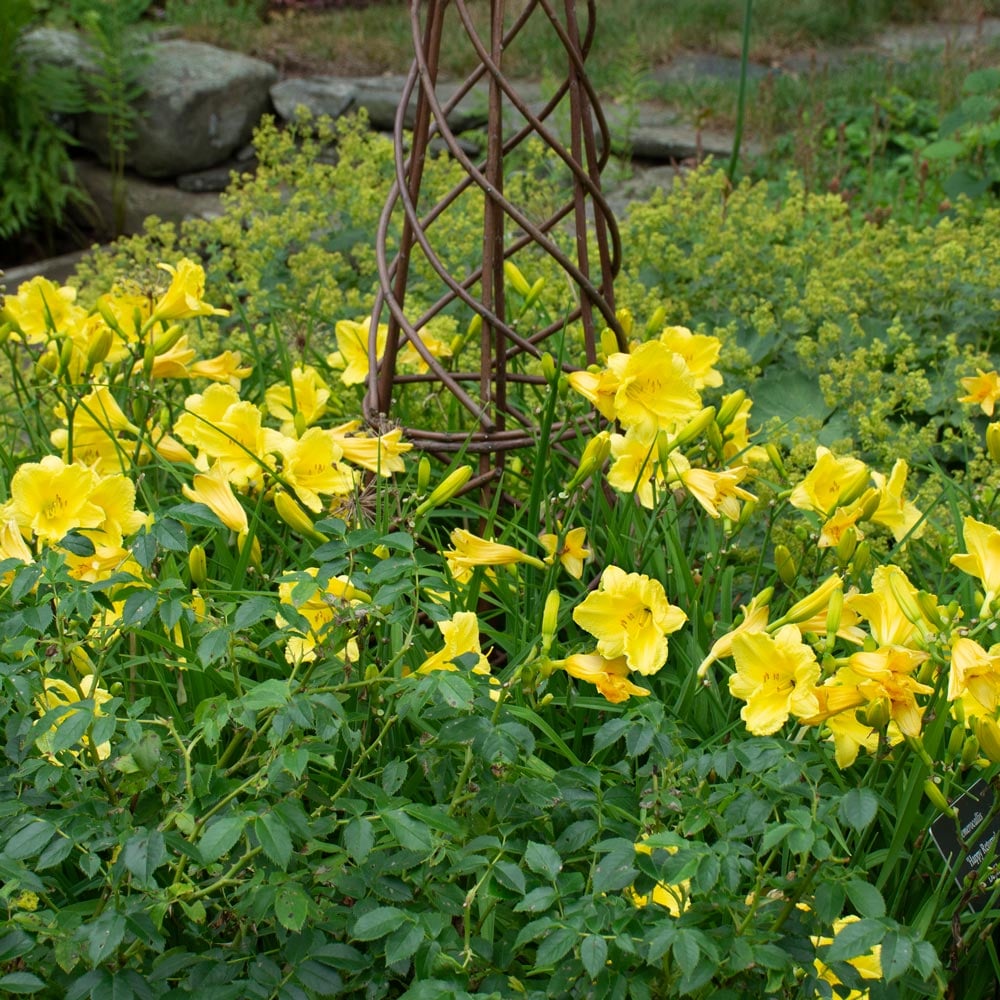 Hemerocallis 'Happy Returns'