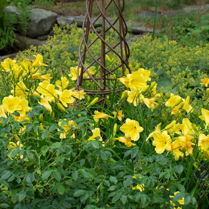 Hemerocallis 'Happy Returns'