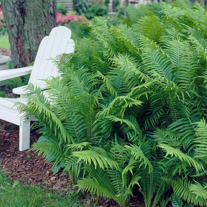 Native Fern Sampler