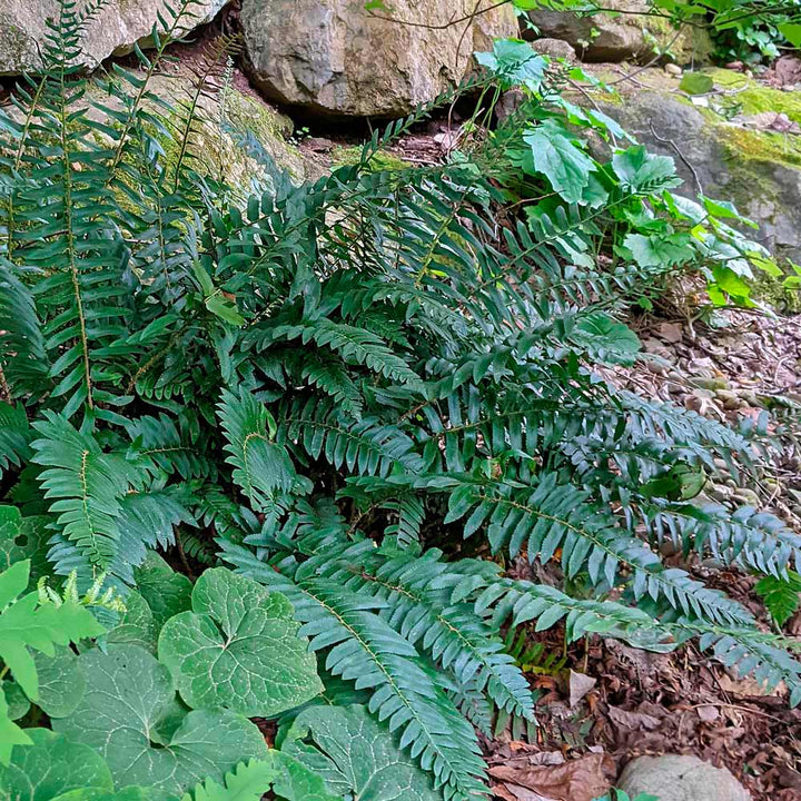 Native Fern Sampler