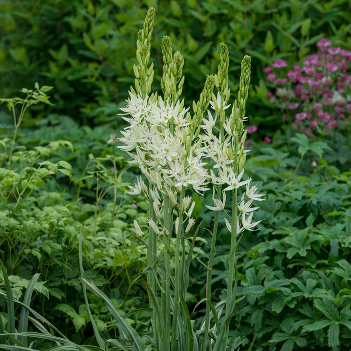 Camassia leichtlinii 'Alba'