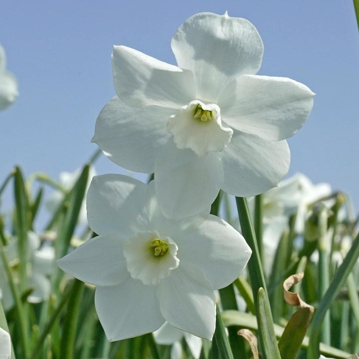 Narcissus 'Dainty Miss'