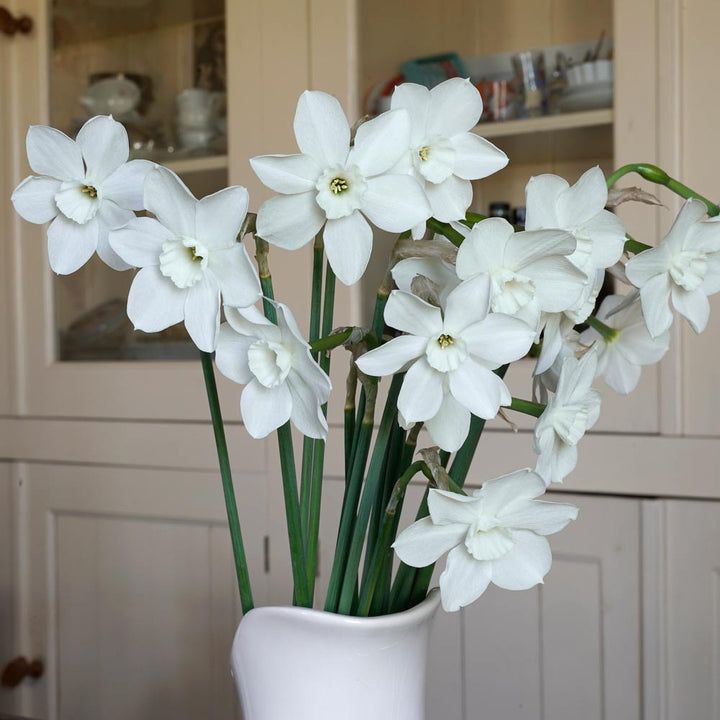 Narcissus 'Dainty Miss'