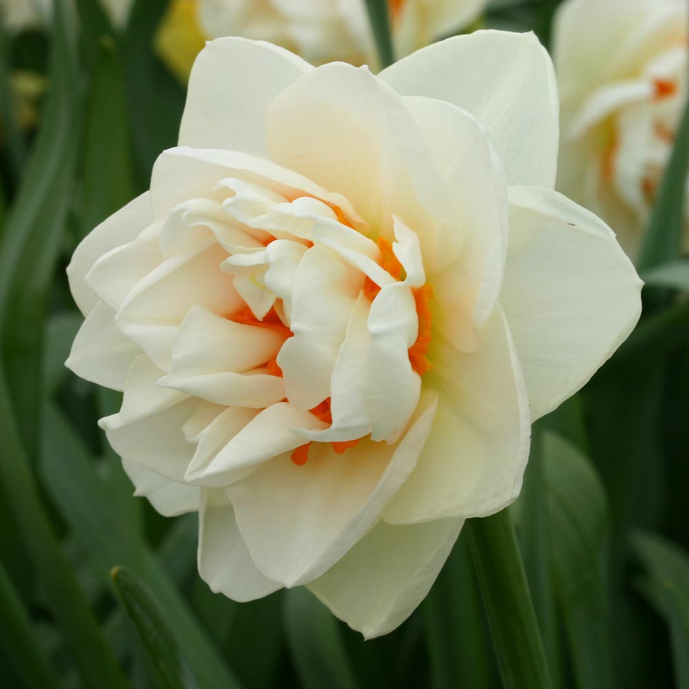 Narcissus 'Gay Kybo'