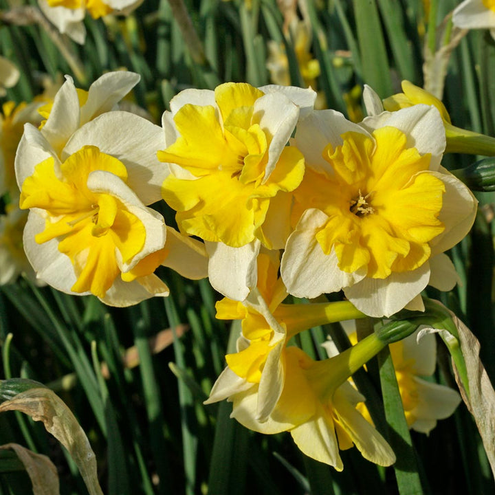 Narcissus 'Life is Good'