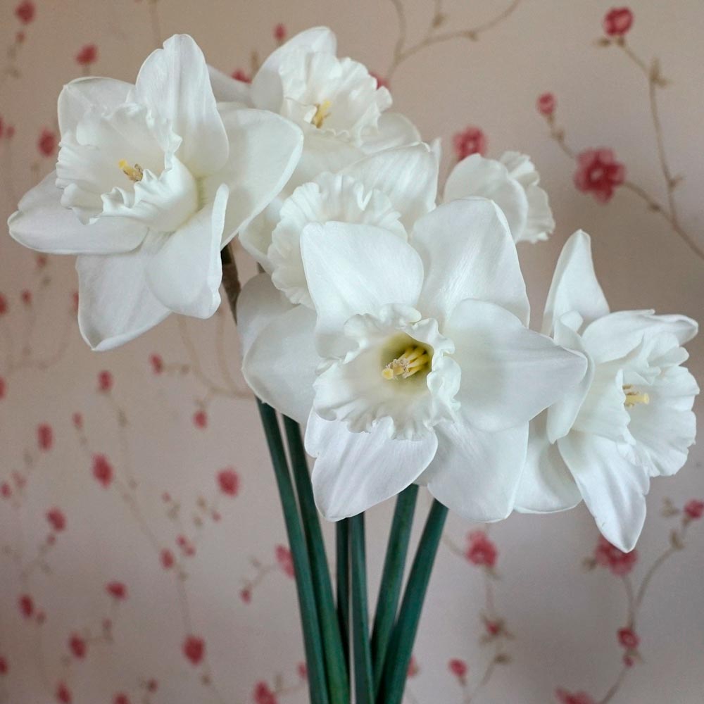 Narcissus 'Love You More'