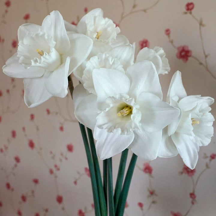 Narcissus 'Love You More'