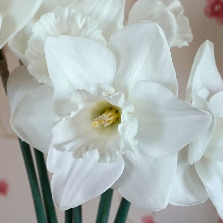 Narcissus 'Love You More'