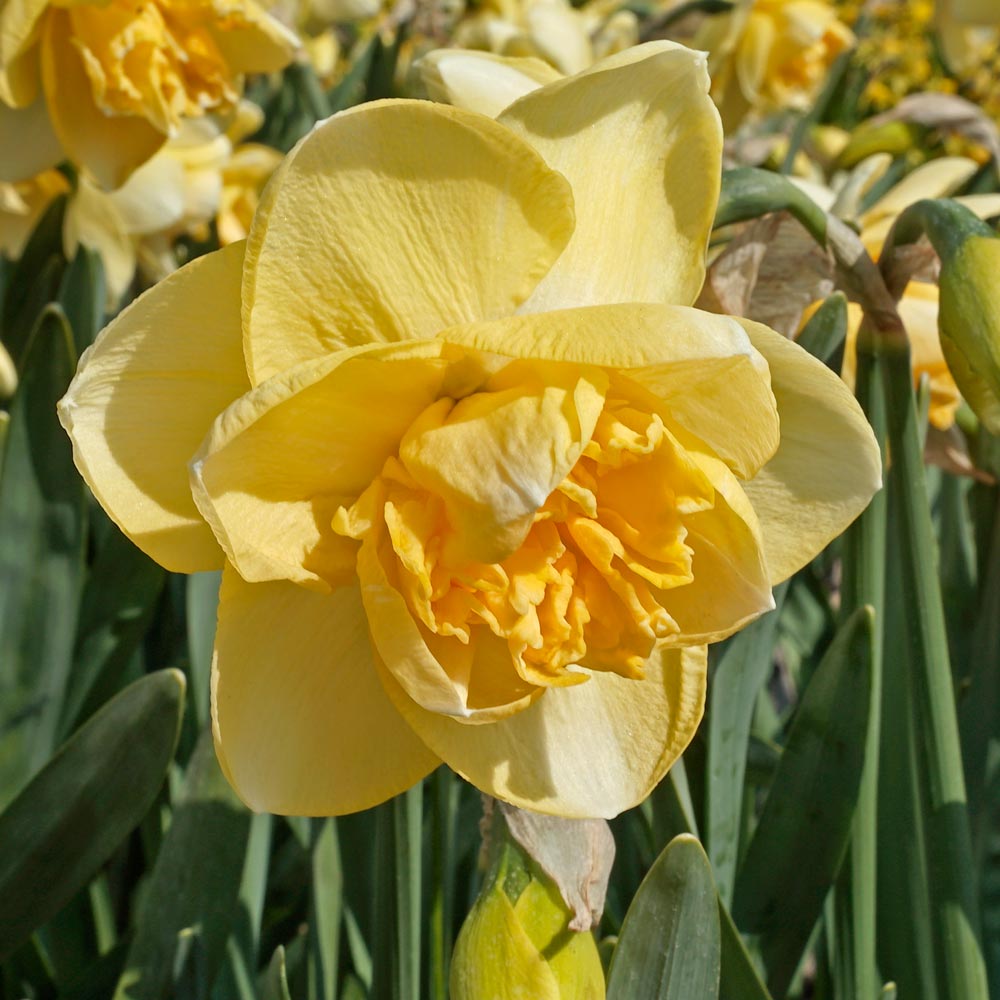 Narcissus 'Orange Juice'