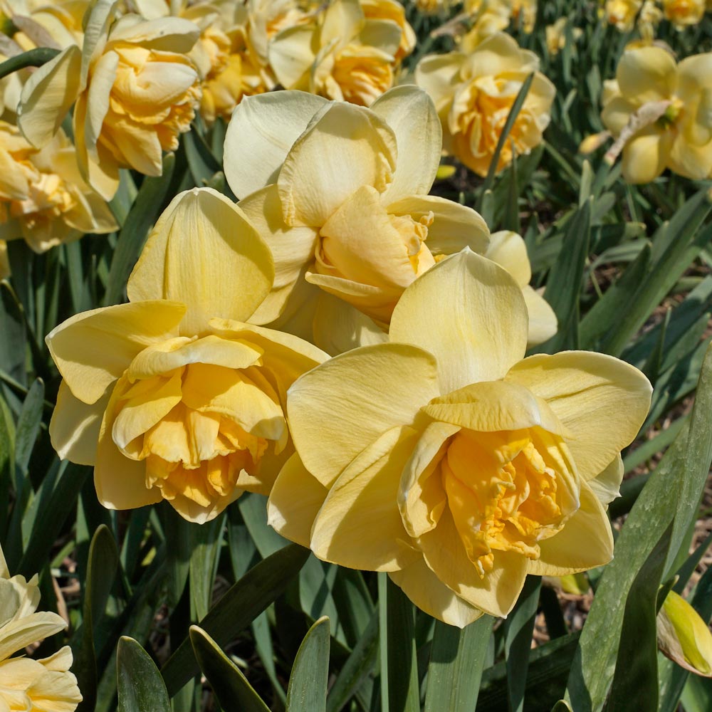 Narcissus 'Orange Juice'
