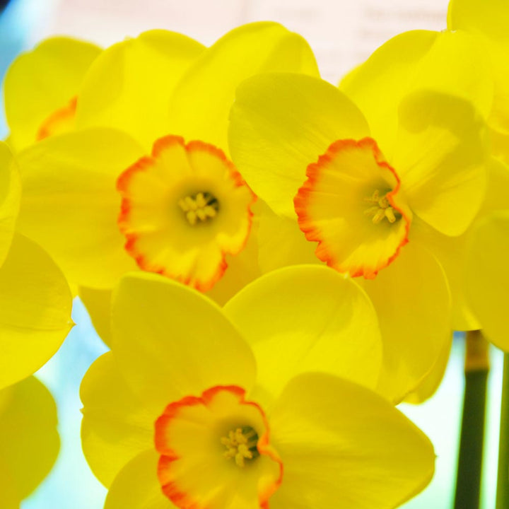 Narcissus 'Pacific Rim'
