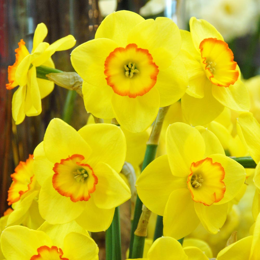 Small-Cupped Narcissus Mix