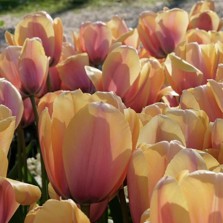 Tulip 'Blushing Impression'
