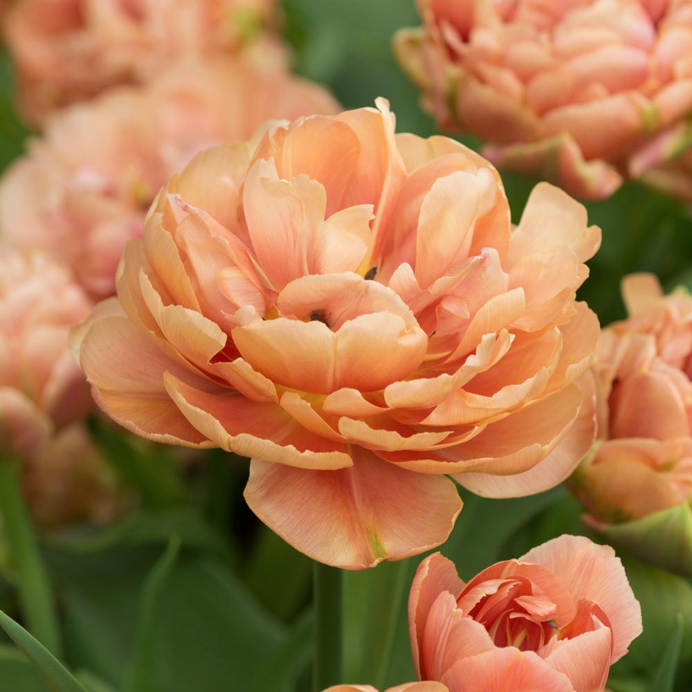 Tulip 'Copper Image'