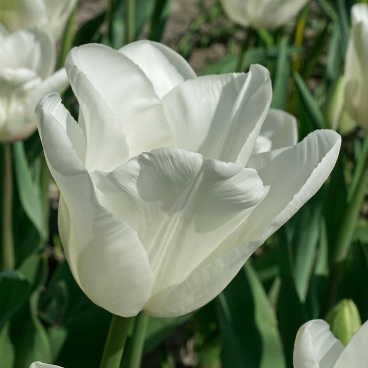 Tulip 'Darwisnow'