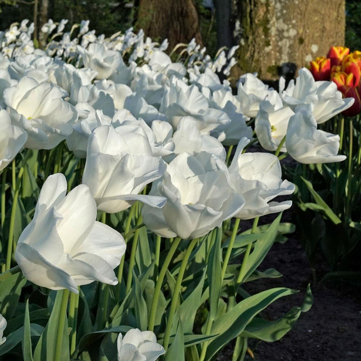Tulip 'Darwisnow'