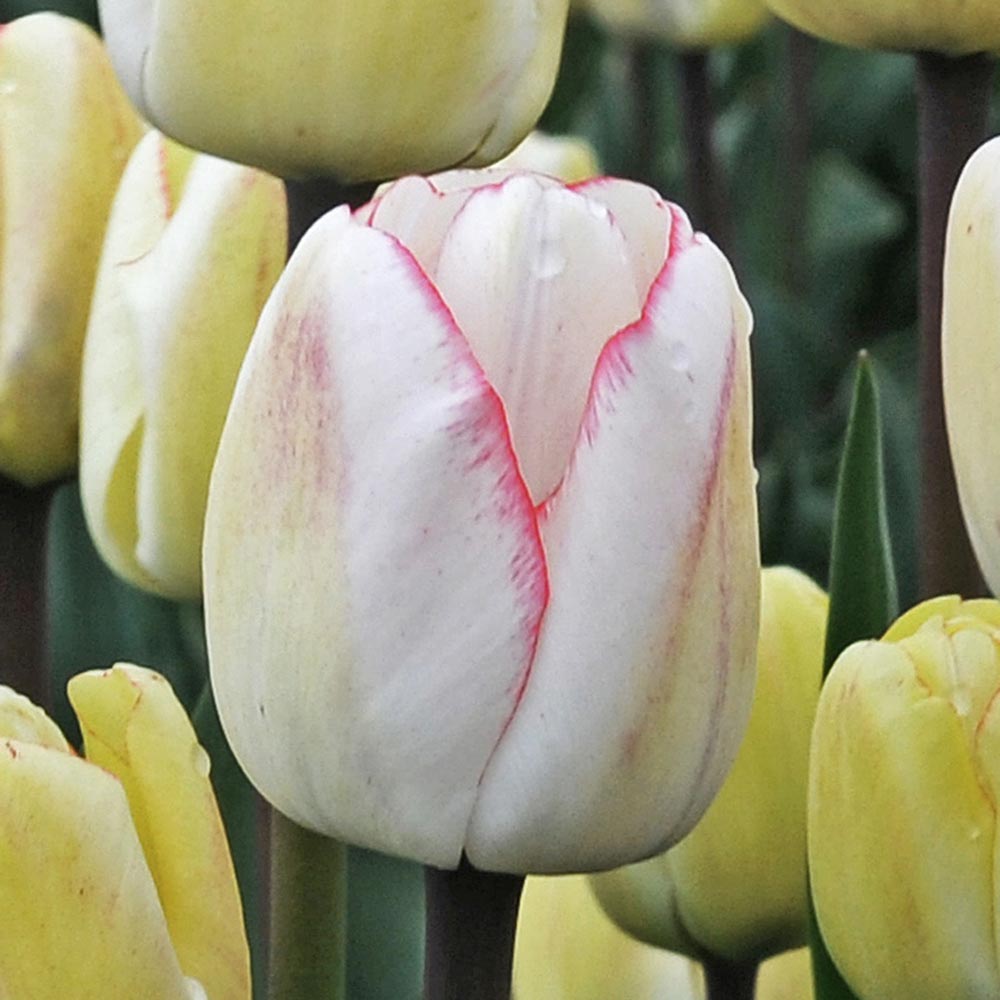 Tulip 'Hugs & Kisses'