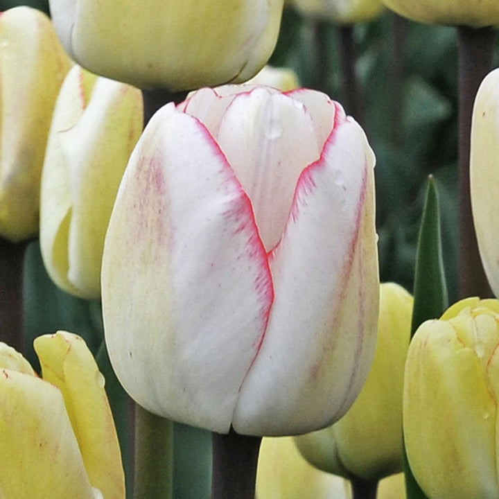 Tulip 'Hugs & Kisses'