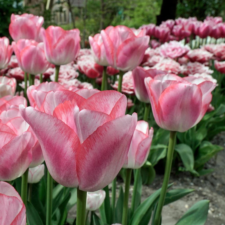 Tulip 'Hugs & Kisses'