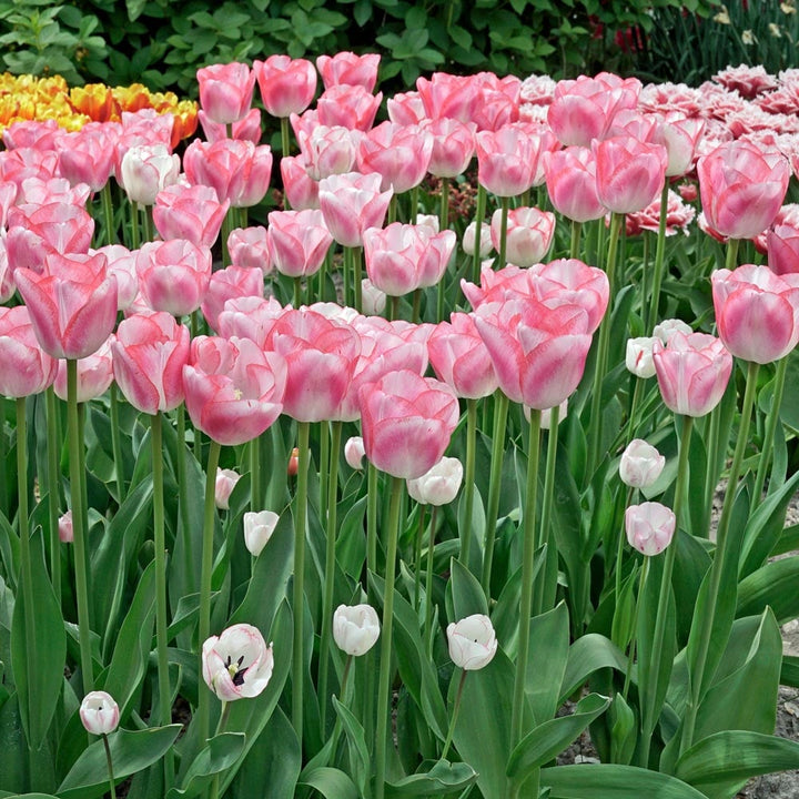 Tulip 'Hugs & Kisses'