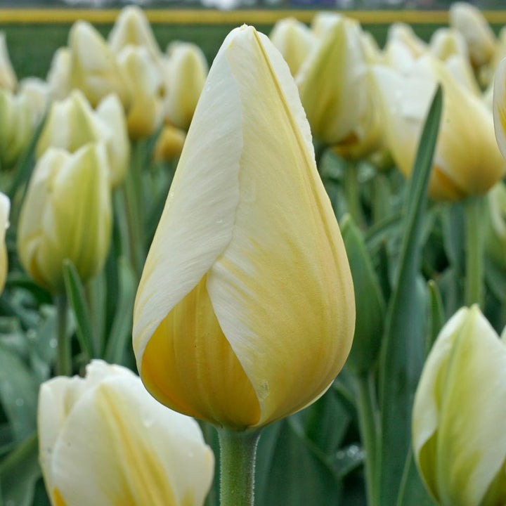 Tulip 'Lemon Chiffon'