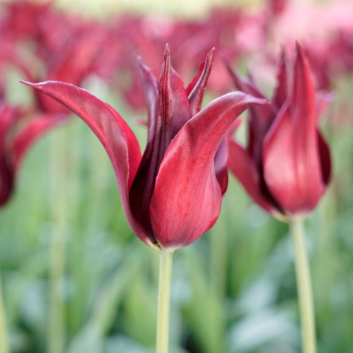 Tulip 'Sarah Raven'