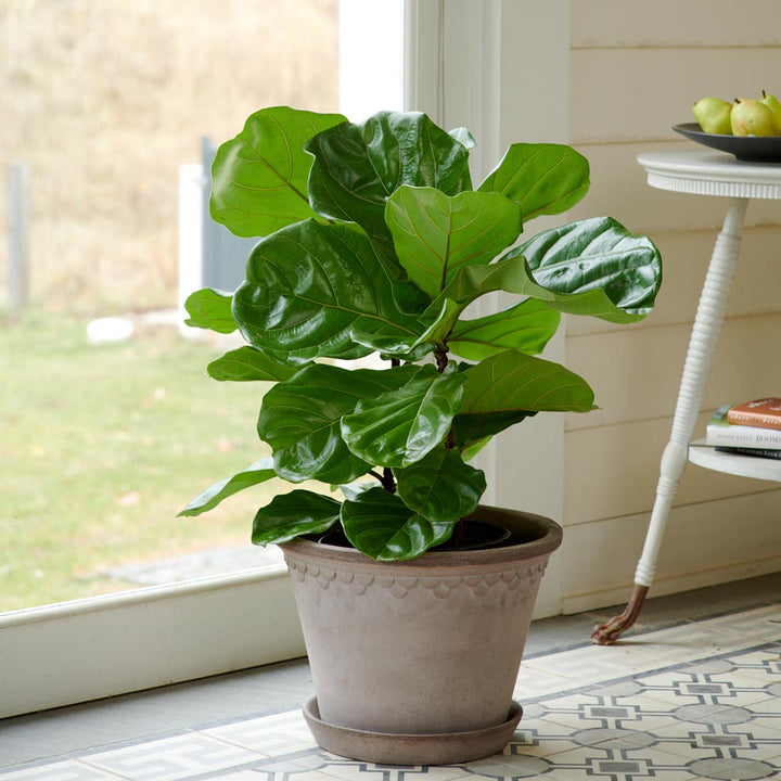 Fiddle-Leaf Fig in Bergs Gray Kobenhavner Pot & Saucer
