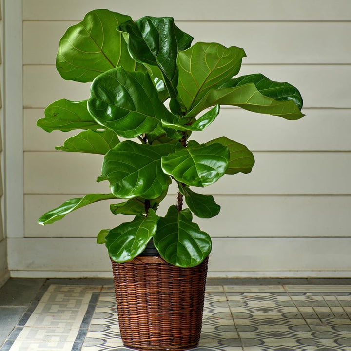Fiddle-Leaf Fig in woven basket